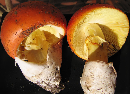  Image name: Amanita_caesarea5.jpg 
 width: 500 pixel 
 height: 362 pixel 
 Size: 123977 bytes 
 Click to enlarge 